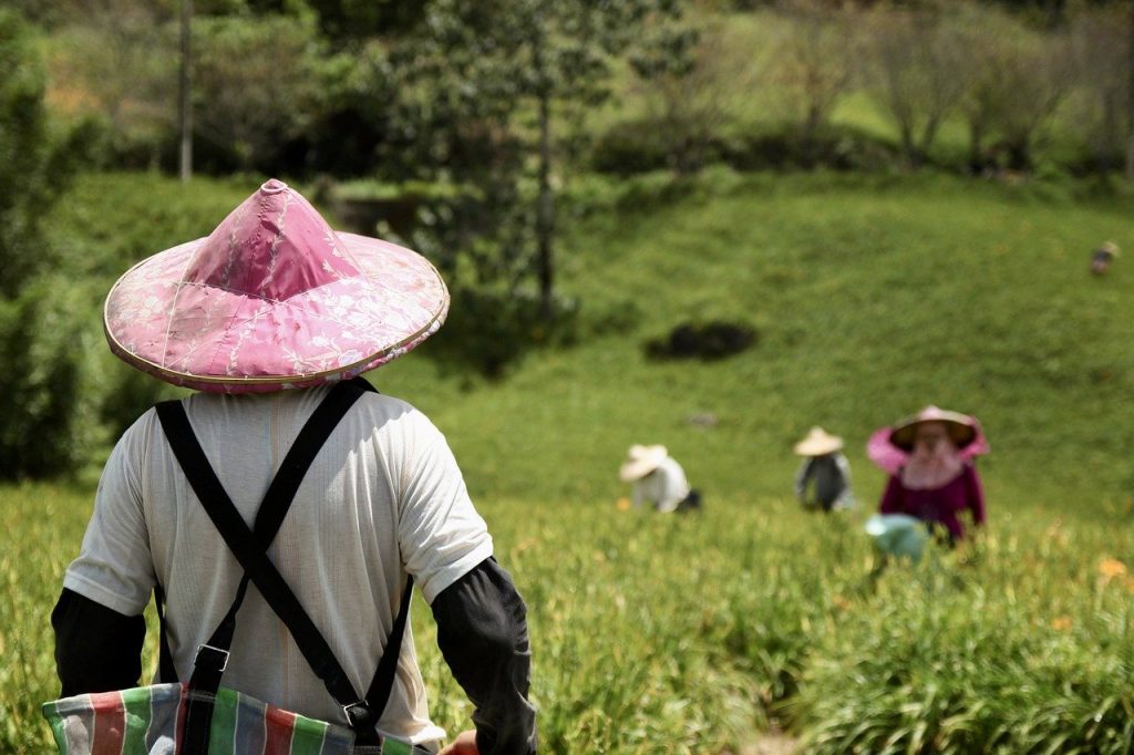 farmers working on a field